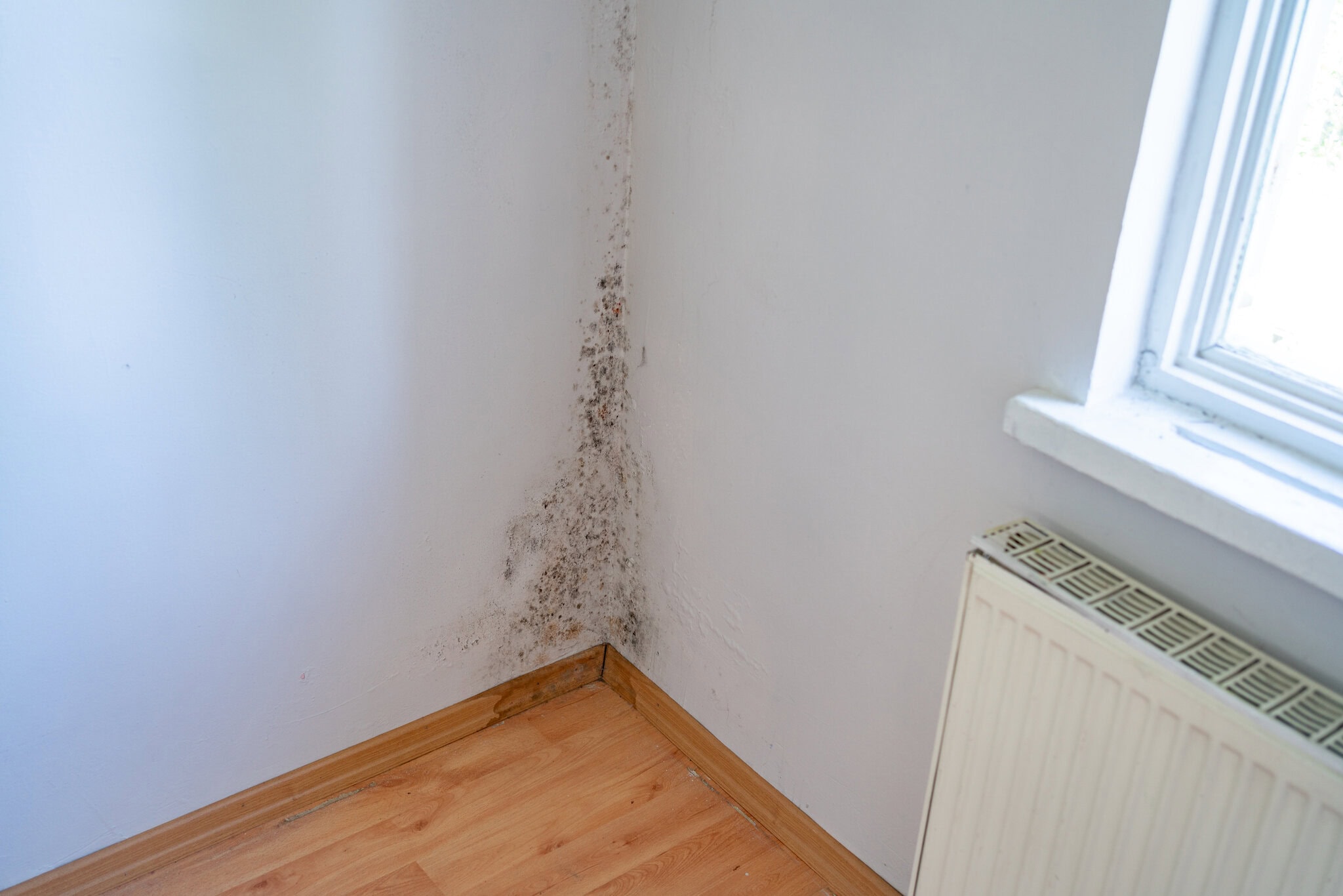 Black Mould In The Wall Corner Of The House Wall Damaged By Black Mold And Fungus In Bedroom